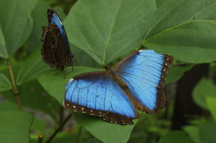 Blue Morpho
