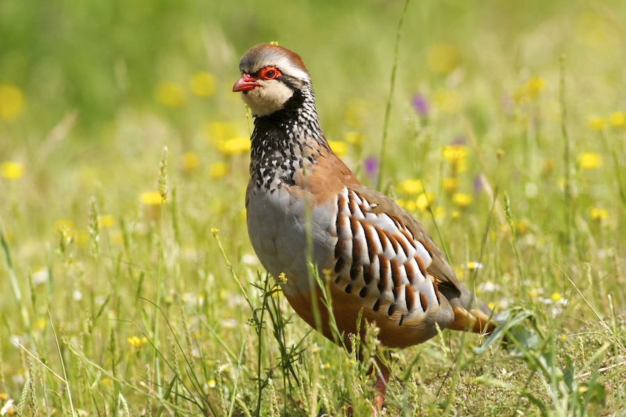 Red-legged Partridge