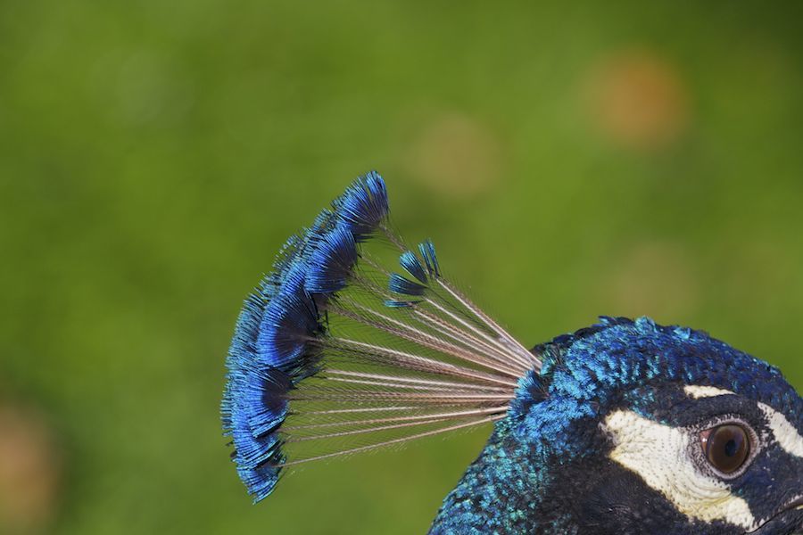 Peacock