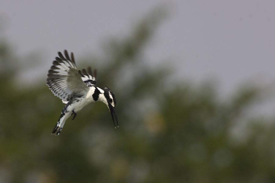 Pied Kingfisher hovering