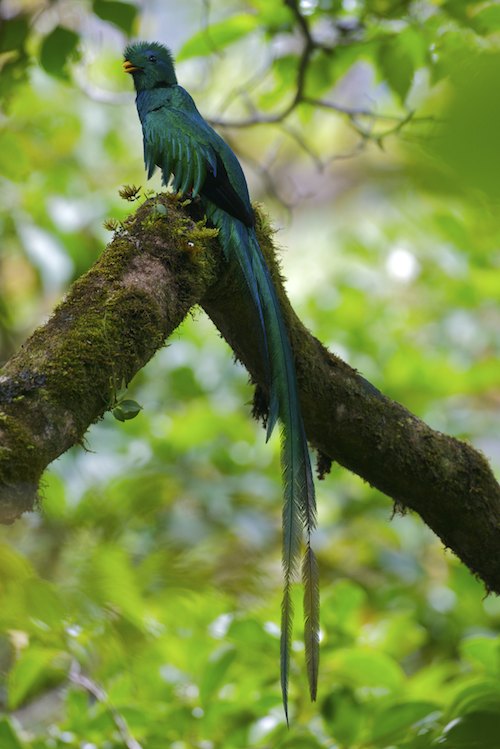 Resplendent Quetzal