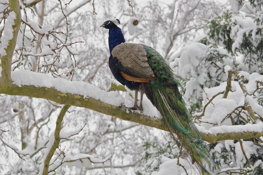 Snowed Under