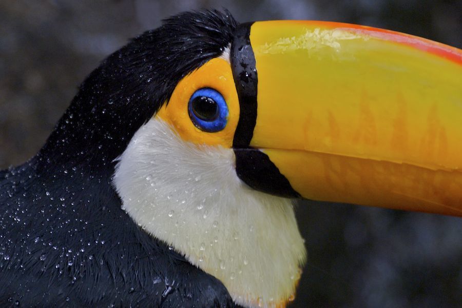 Toco Toucan