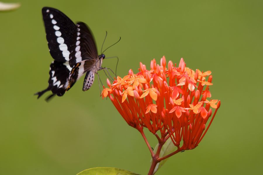 Butterfly and flower