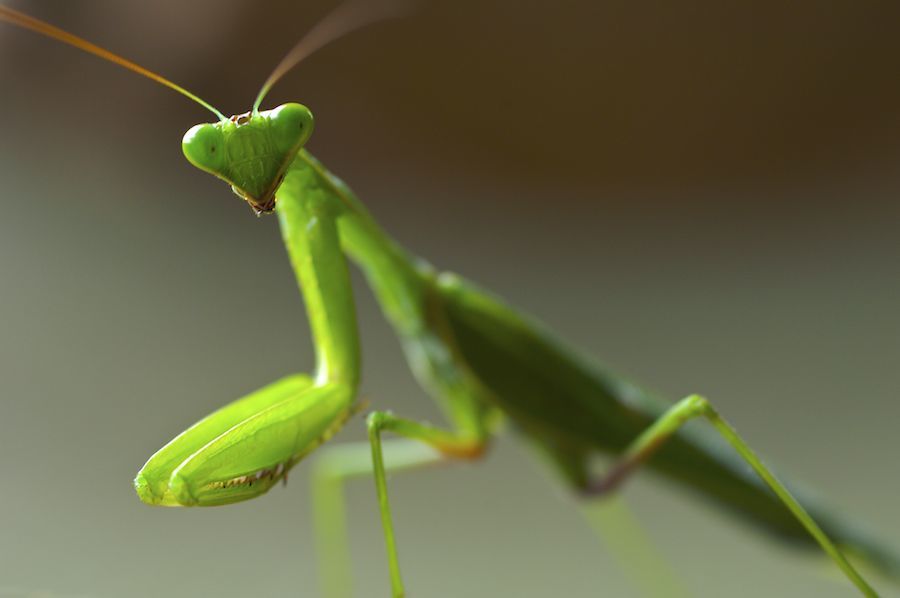 Praying Mantis