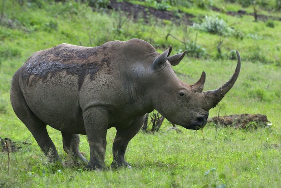 Little Big Horn