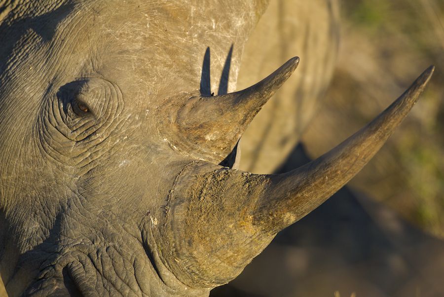 Rhino closeup