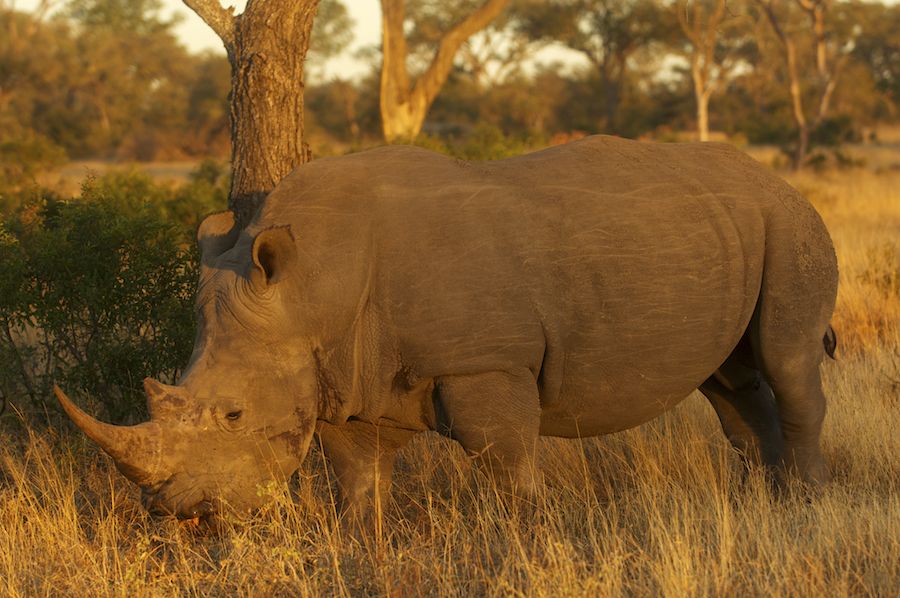 White Rhino