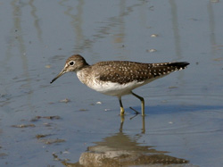 Solitary Sandpiper
