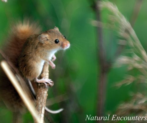 Harvest Mouse