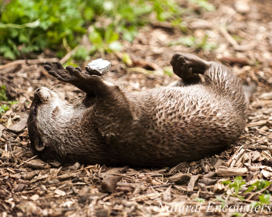 Asian Short Clawed Otter