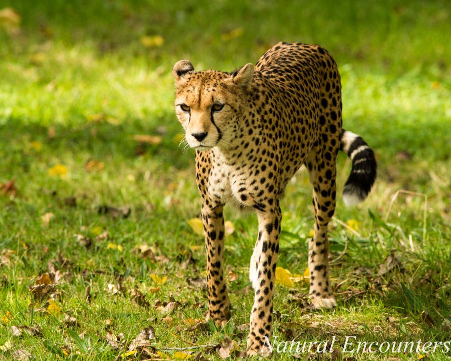Cheetah