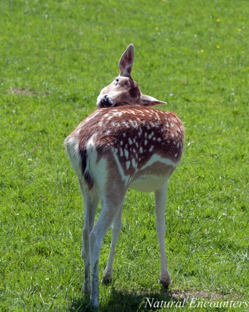Fallow Deer
