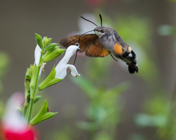 Hummingbird Hawk Moth