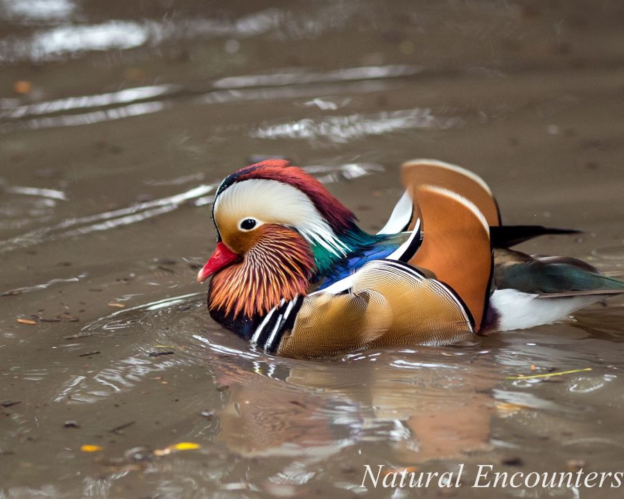 Mandarin duck