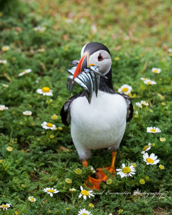 Puffin with Sandeels