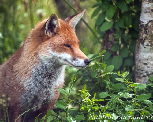 Red Fox
