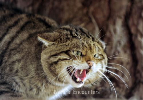 Scottish Wildcat