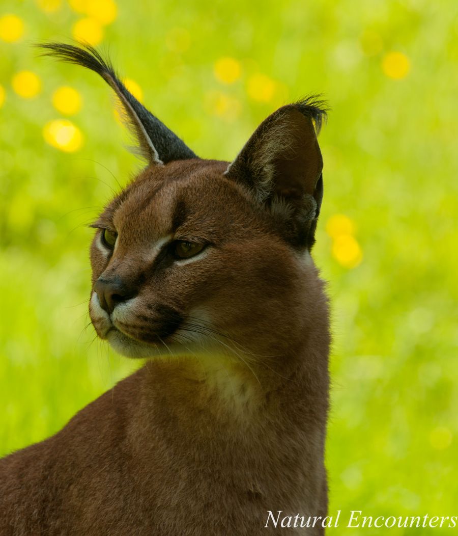Caracal