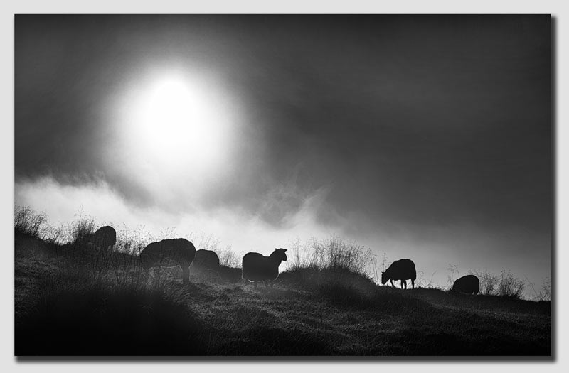 Into the morning light - SS7886