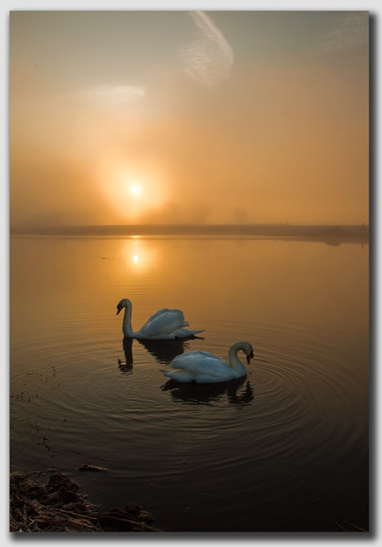 Swans on a Golden Pond 2 - DS3228