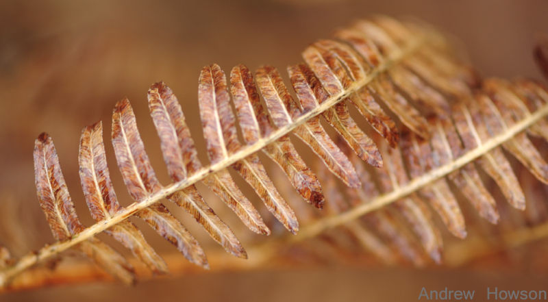 Fern