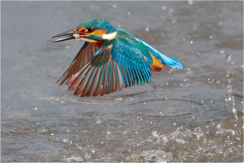 Kingfisher emerging with fish
