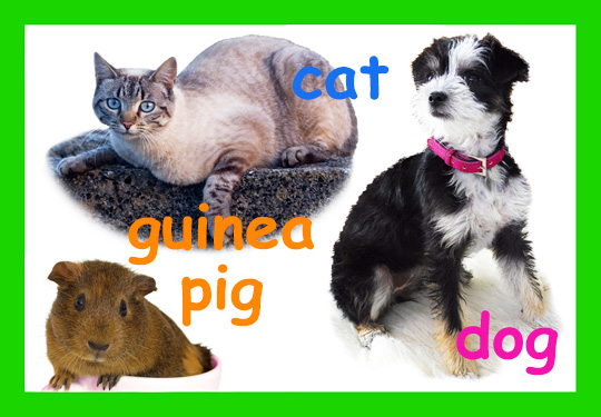 Pet Jigsaw
