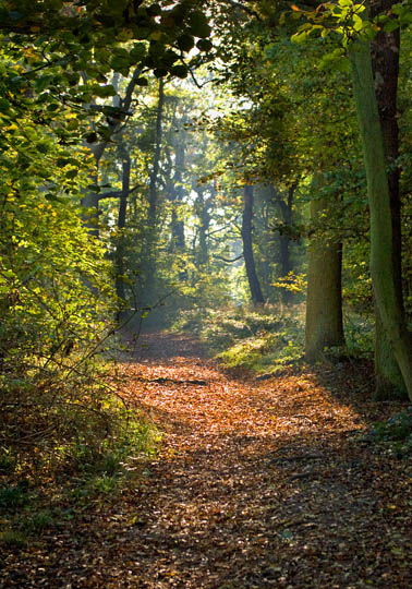 Woodland Clearing