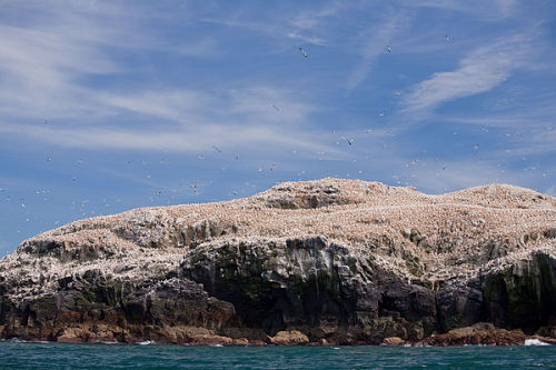 Grassholm Island