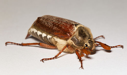 Cockchafer