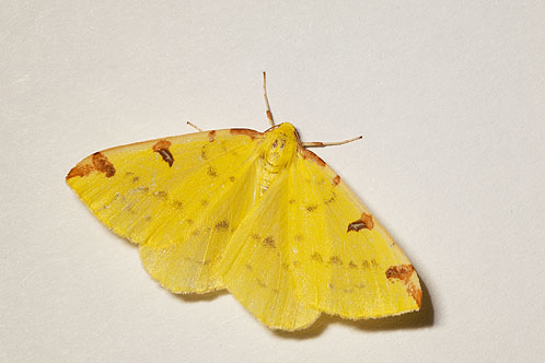 Brimstone Moth