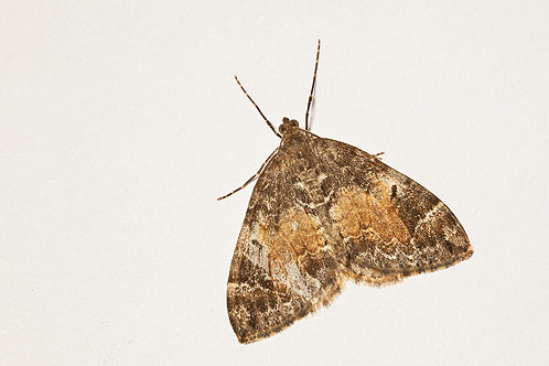 Common Marbled Moth