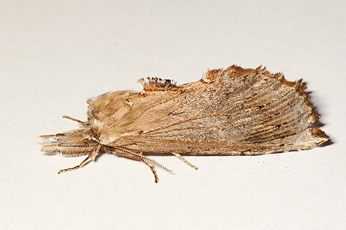 Pale Prominent Moth