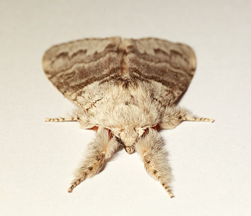 Pale Tussock Moth