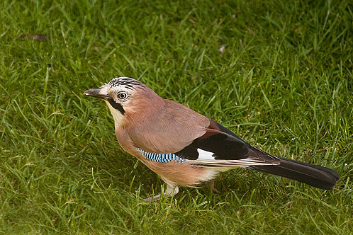 Jay