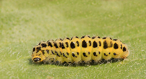 Caterpillar of the