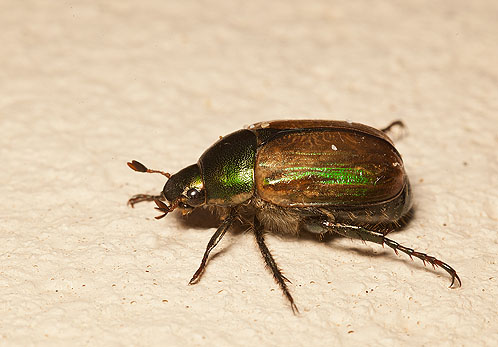 Dune Chafer