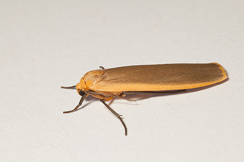 Common Footman