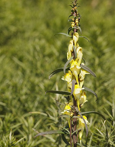 Common Toadflax