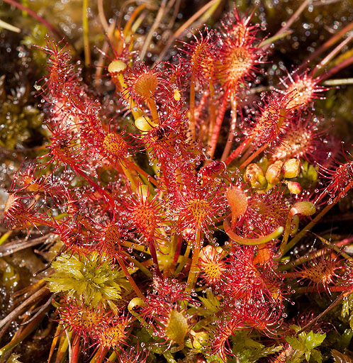 Sundew / Brynberian Moor