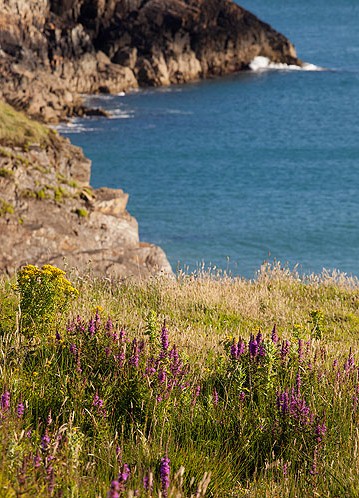 Purple Loosestrife