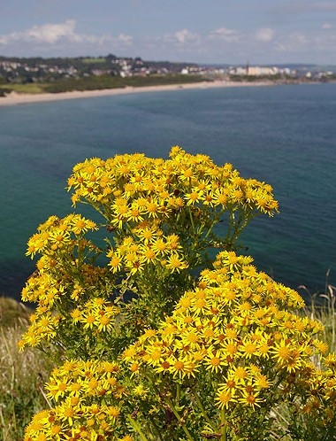 Ragwort