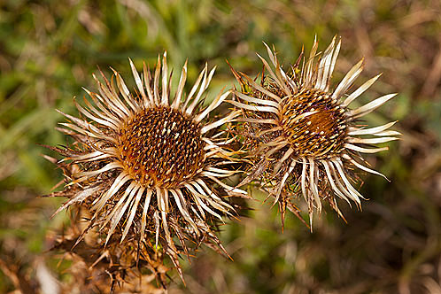 Carline Thistle
