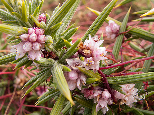 Dodder - Flowers