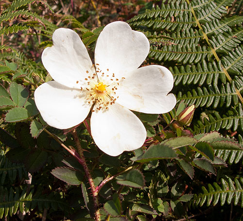 Burnet Rose