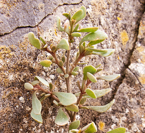 Sea Purslane