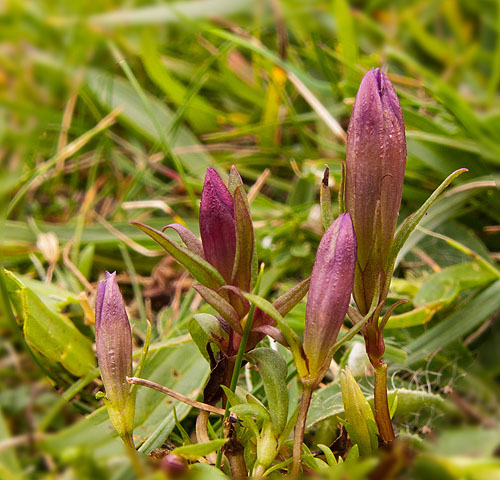 Autumn Gentian?