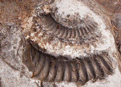 Ammonite
