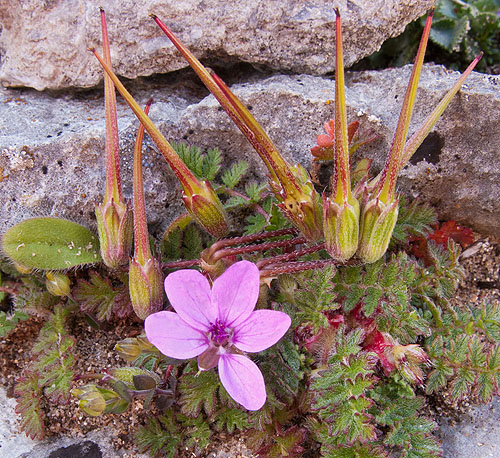 Common Storksbill